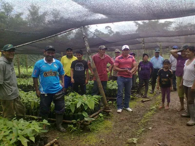 Cosecha de Cacao