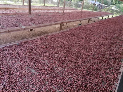 Procesamiento de Cacao