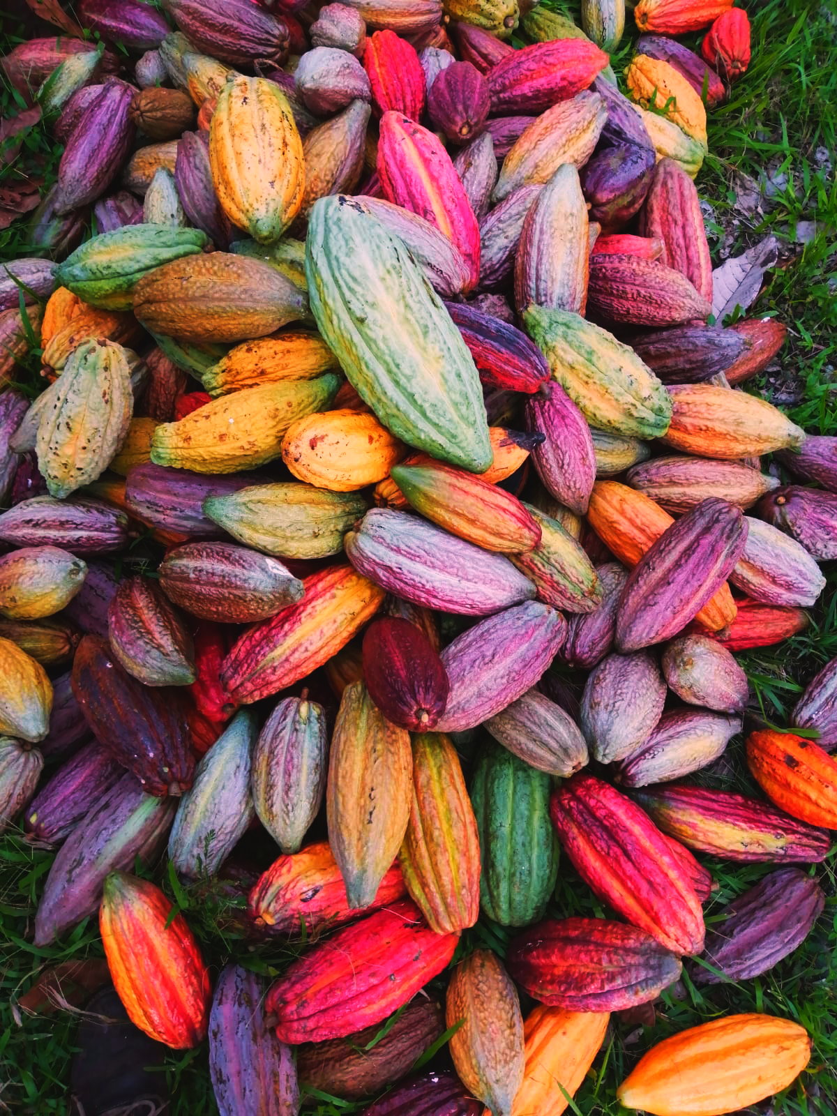 Grano de Cacao Fino de Aroma